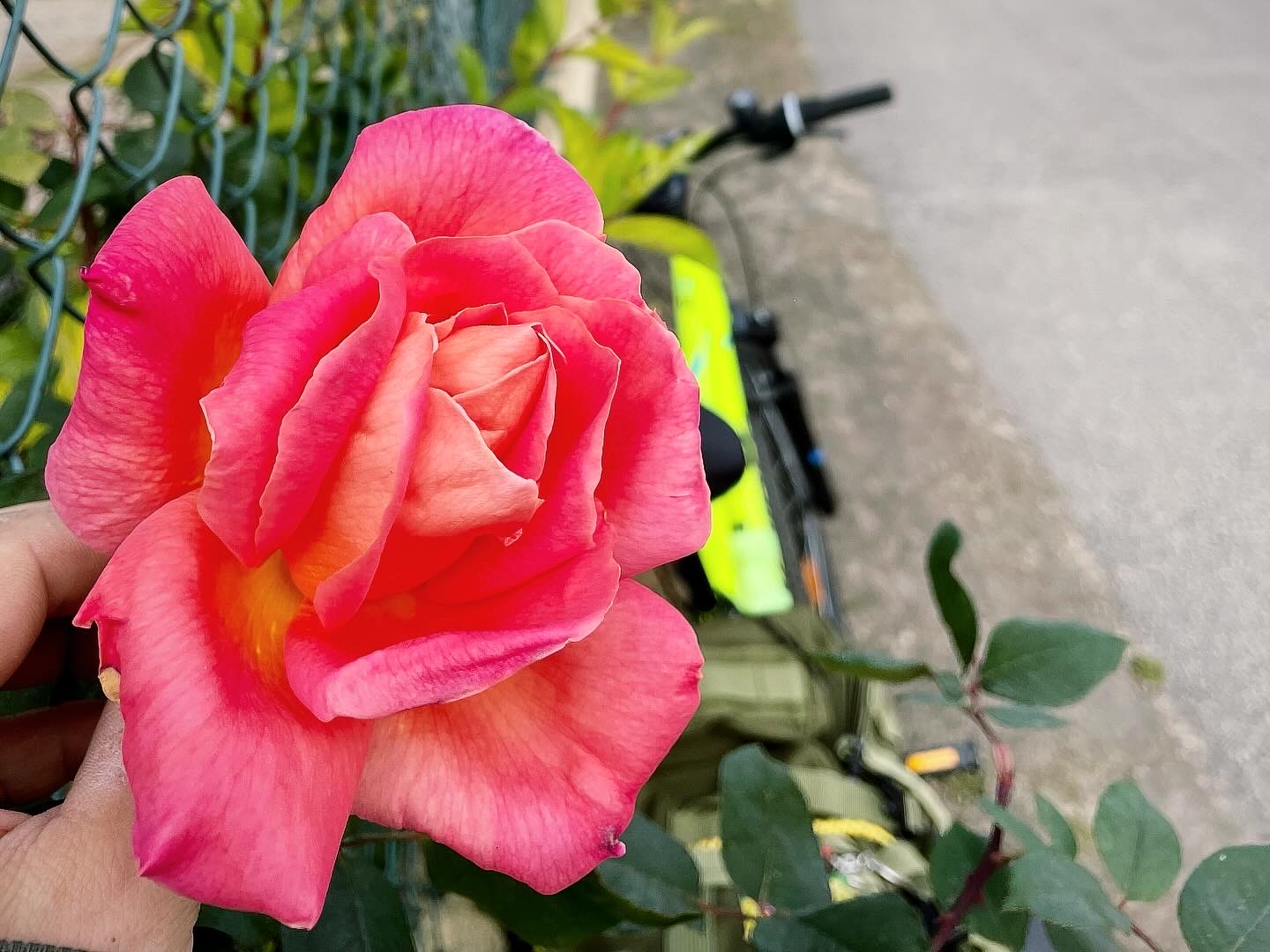 Příběh Růže / Story of Rose